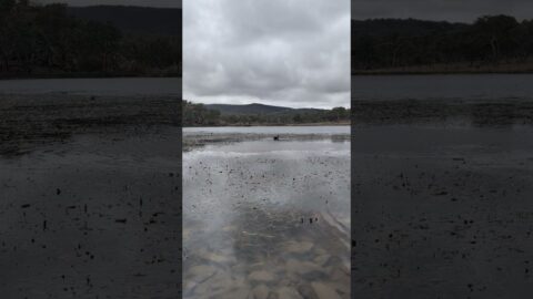 Black Swan at Dumaresq Dam🇦🇺 #trendingshorts #nature #australiadiariesmemoriesmade  #swan #travel