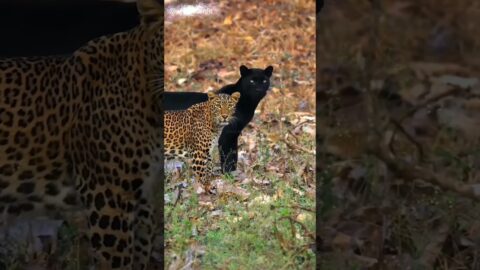 leapord vs black panther #shorts ‪@wildcatsinfo‬ #animals #ytshortsindia #travel #wildlife #nature