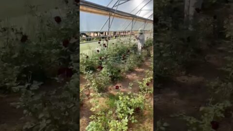 The Mysterious Black Roses of Halfeti, Turkey #travel #turkeytravel #travelturkey #travelvlog #rare
