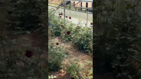 The Mysterious Black Rose of Turkey #travel #turkeytravel #travelturkey #travelvlog #shorts #turkey